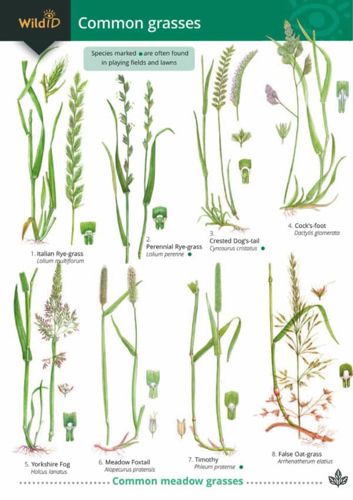 FSC Guide to Grasses